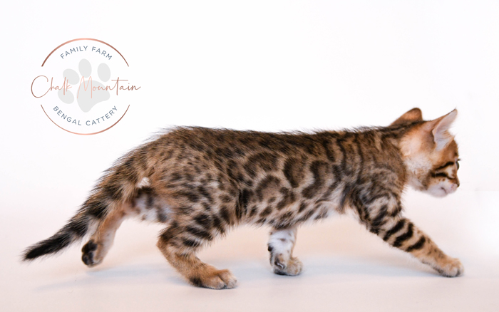 Bengal kitten for sale